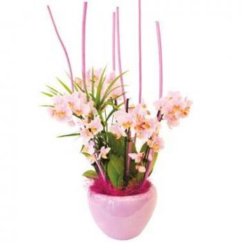 파리 꽃- 미니 Sweety Orchids 컵 꽃 배달