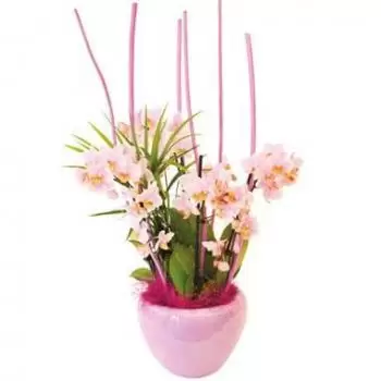 New Caledonia kedai bunga online - Cawan Orkid Sweety mini Sejambak