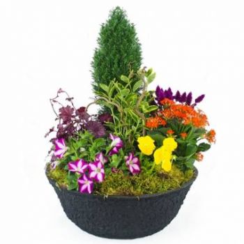 Ле Роберт цветы- Чашка красочных растений Gaudium Цветок Доставка
