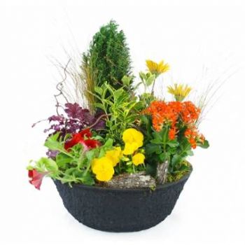 fleuriste fleurs de France- Coupe de plantes de deuil Helianthus Fleur Livraison