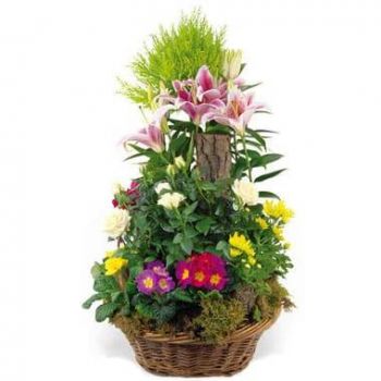 Тарб цветы- Чашка траурных растений Симфония Цветок Доставка