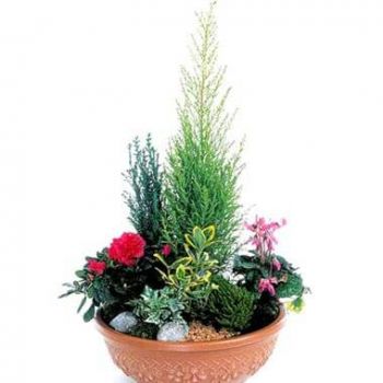 Toulouse flori- Cupă cu plante roșii și fucsia Grădina Edenul Floare Livrare