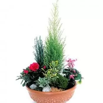 Tarbes flowers  -  Fuchsia & red plant cup Garden of Eden Flower Delivery