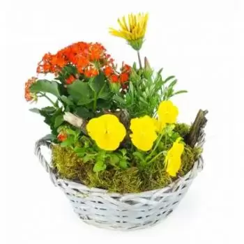 flores Abaucourt-Hautecourt floristeria -  Taza de plantas de prímula amarilla y naranja Ramos de  con entrega a domicilio