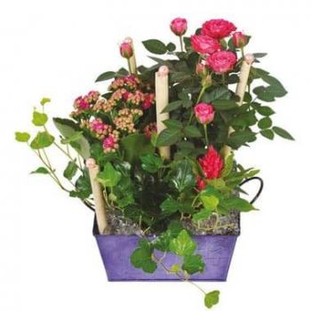Tarbes blomster- Kop med planter Jardin d'Italie Blomst Levering