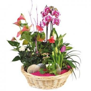 Marsilia Florarie online - Cupa de plante Palatul Florilor Buchet