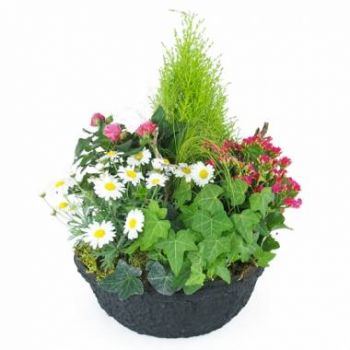 ליל פרחים- גביע צמחים ורוד ולבן של חדרה פרח משלוח