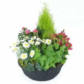 Nová Kaledonie květiny- Hedera Pink & White Plant Cup Květ Dodávka