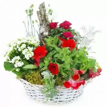 Aingoulaincourt bloemen bloemist- Rode en witte Rubrum plantenbeker Bloem Levering