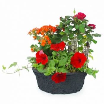 flores de Lyon- Cálice vermelho, laranja, copo de plantas Flor Entrega