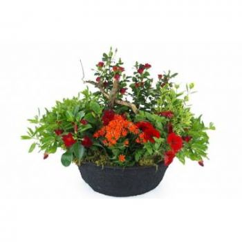 Sainte-Marie Fleuriste en ligne - Coupe de plantes rouges & oranges Rufus Bouquet