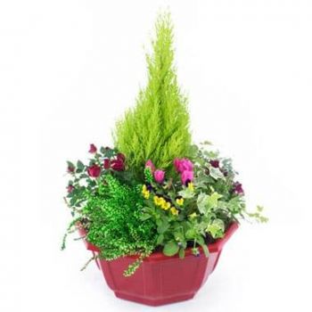 Нант онлайн магазин за цветя - Нежна чаша за растения на теменуга Букет