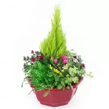 Lille bloemen bloemist- Tender Pansy Plant Cup Boeket/bloemstuk