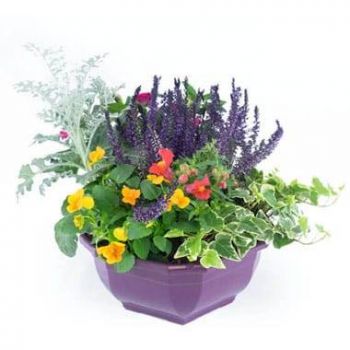몽펠리에 꽃- 금성 식물 컵 꽃 배달