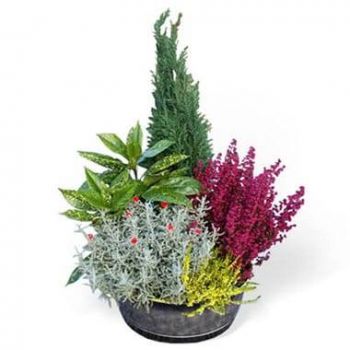 приятен онлайн магазин за цветя - Изрязване на открити зелени растения Букет