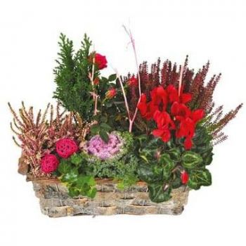 Abbeville חנות פרחים באינטרנט - כוס צמחים ירוקים ואדומים Morphée זר פרחים
