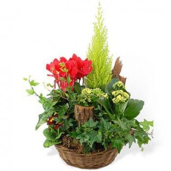 Agen bloemen bloemist- Kopje groene & rode planten Rêve Floral Boeket/bloemstuk