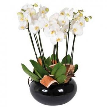 Montpellier kedai bunga online - Cawan Orkid Putih Dolly Sejambak