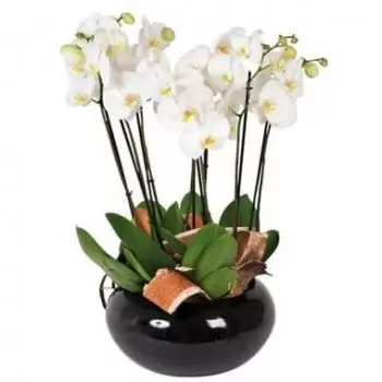 Bordeaux květiny- Cup of White Orchids Dolly 