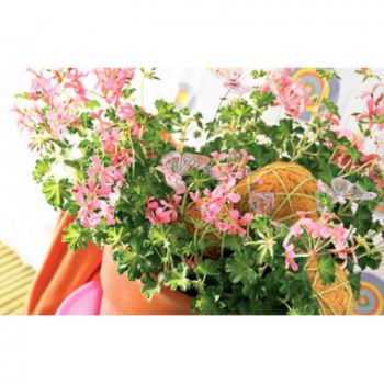 flores Marsella floristeria -  geranio floreciente Ramos de  con entrega a domicilio