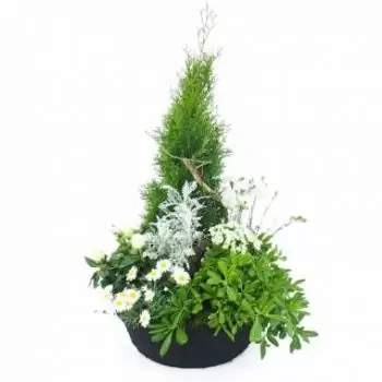 Nowa Kaledonia kwiaty- Duży montaż białych roślin Caelum Kwiat Dostawy