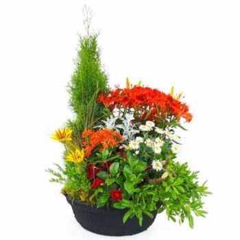 קונה פרחים- קערה גדולה של סוליס צמחים ירוקים ופורחים פרח משלוח