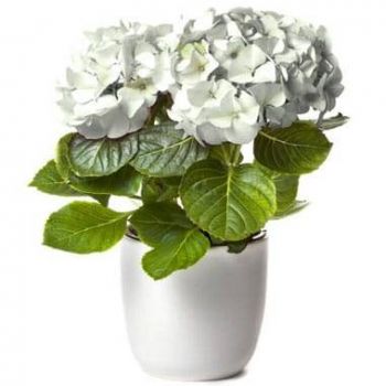 Straatsburg bloemen bloemist- Witte Hortensia Bloem Levering
