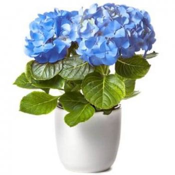 몽펠리에 꽃- 푸른 수국 꽃 배달