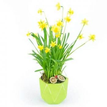 Abbeville online Florist - Daffodils in Pot Bouquet