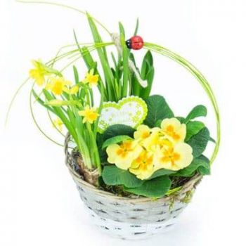 Montpellier flowers  -  The Spring Basket of Daffodils and Primrose Flower Delivery