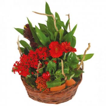 モンペリエ オンライン花屋 - 庭師の植物バスケットのアンソ 花束