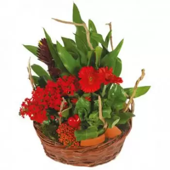 flores de Bordeaux- Antho, o jardineiro, cesta de plantas Flor Entrega