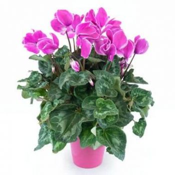 Марсилия цветя- Външно растение Pink Cyclamen Цвете Доставка