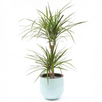 Toulouse flowers  -  Houseplant Atilla the Dracaena Flower Delivery