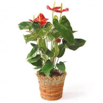 приятен цветя- Очистващо растение Артур Антуриумът Цвете Доставка