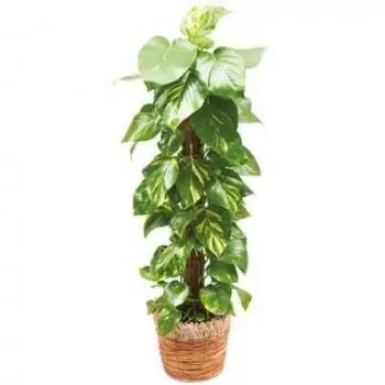 Tarbes flowers  -  Depolluting plant Athos the Pothos Flower Delivery