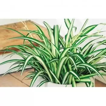 Tarbes Florista online - Planta despoluente de Chlorophytum Buquê