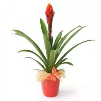 Ницца цветы- Экзотическое растение Акира Бильбергия Цветок Доставка