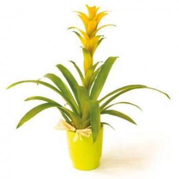 Pěkný květiny- Nana žlutá rostlina Guzmania Květ Dodávka