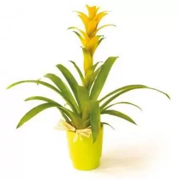 Nantes online Blomsterhandler - Nana den gule Guzmania-plante Buket