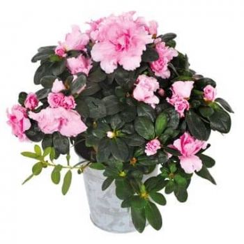 Марсилия цветя- Зоуи растението розова азалия Цвете Доставка