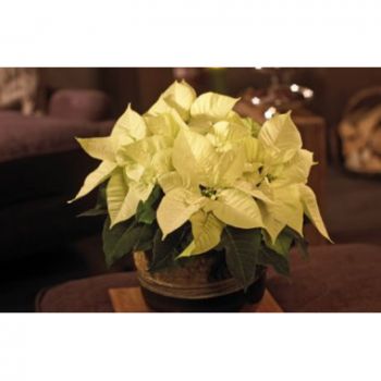 Marseille flowers  -  Blooming white poinsettia Flower Delivery