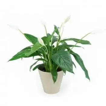 Lille kedai bunga online - Spathiphyllum Bunga Bulan Sejambak